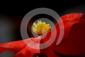 Close up macro flowers of begonia smperflorens bckground