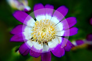 Close up macro flowers of blue and white color