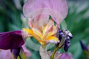 Close up macro flowers iris