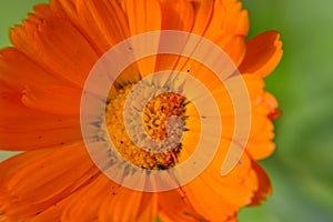 Close up macro flowers medicinal  flower calendula