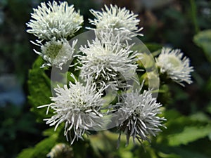 close-up macro of flowers named praxelis clematidea or bandotan photo