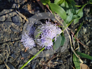close-up macro of flowers named praxelis clematidea or bandotan photo