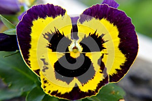 Close up macro flowers of viola tricolor