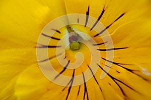 Close up macro  flowers of viola tricolor background