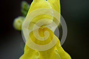 Close up macro flowers yellow antirrhinum majus