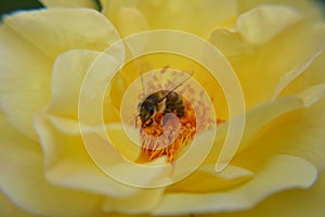 Close up macro flowers yellow rose