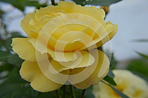 Close up macro flowers yellow rose