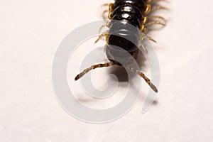 Close-up/Macro Focus of the photo centipedes on white background