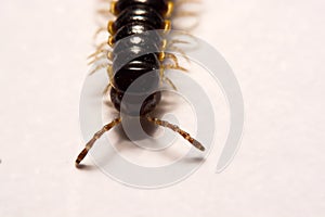 Close-up/Macro Focus of the photo centipedes on white background
