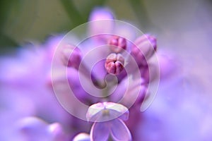 Close up macro of a fragant lilac flowers