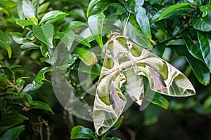 Close up macro green butterfly oleander Hawk moth on the leaf
