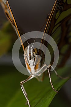 Close up macro of greta oto butterfly
