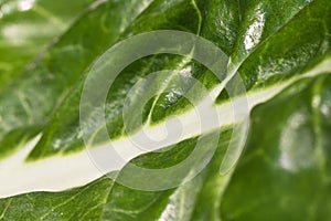 Close up macro of healthy fresh green chard vegetable venation