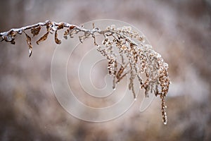 Close up, macro. Iced Sprig of Dried Flowers.