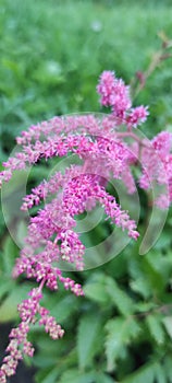 Close-up macro image of astilbe in blossom on a green grass background.