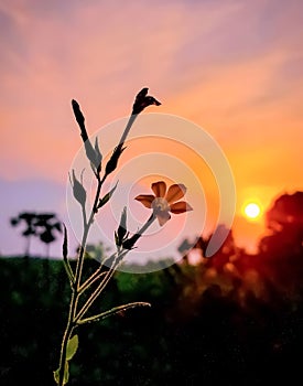 Close up macro image of beautiful grass flower with sunset background