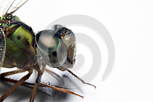 Compound eyes of a Dragonfly