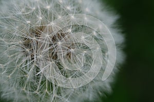 Close up macro image of dandelion seed heads with delicate lace-like patterns. Detail shot of closed bud of a dandelion