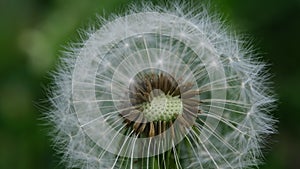 Close up macro image of dandelion seed heads with delicate lace-like patterns. Detail shot of closed bud of a dandelion