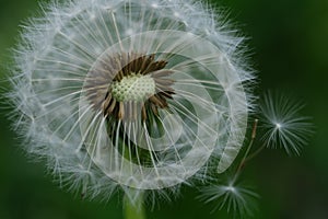 Close up macro image of dandelion seed heads with delicate lace-like patterns. Detail shot of closed bud of a dandelion