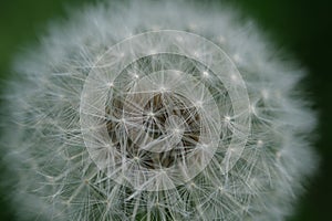 Close up macro image of dandelion seed heads with delicate lace-like patterns. Detail shot of closed bud of a dandelion