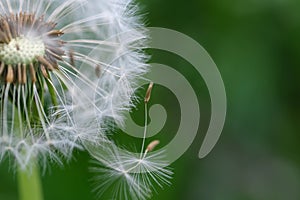 Close up macro image of dandelion seed heads with delicate lace-like patterns. Detail shot of closed bud of a dandelion