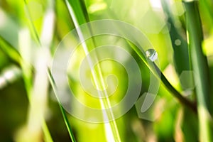 Close up macro image of dew or raindrop on a green grass leaf. Summer forest artistic fantastic natural background during sunrise