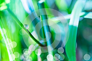 Close up macro image of dew or raindrop on a green grass leaf. Summer forest artistic fantastic natural background during sunrise