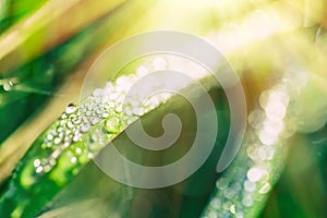 Close up macro image of dew or raindrops on a green grass leaf. Summer forest artistic fantastic natural background during sunrise