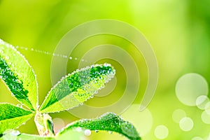 Close up macro image of dew or waterdrops on green leaves with spiderweb. Summer forest artistic fantastic natural background