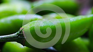 close up macro image of green chilli with moisture on its surface