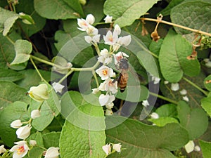 Close up macro image of honey bee on alluring flower