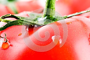 Close up macro image of a red ripe tomato on a green vine