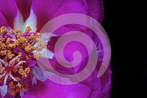 Stamens and pistils and pollen of a Portulaca flower photo