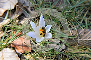 Close up macro insect a bee on a crocus neapolitanus flower .