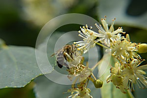 Close up macro insect bee  on a linden flowers