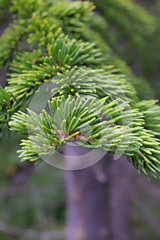 Close-up macro of intricate pine needles