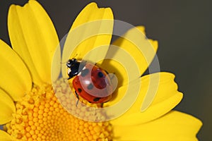 Close up macro of ladybug