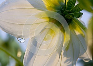 Close up macro of a large petal white flower