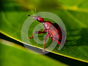 Close up macro lens red insect on green leaves background