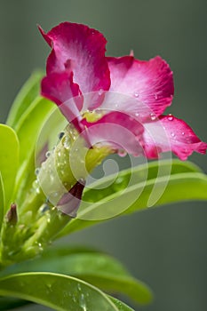 Close-up by macro lens of water drops after rain in morning on Adenium obesum is blooming, selective focus shot of water drop.