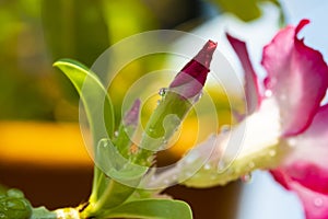 Close-up by macro lens of water drops after rain in morning on Adenium obesum buds, selective focus shot of water drop.