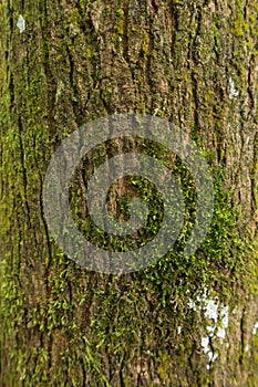 A close up, macro look over moss on a tree.