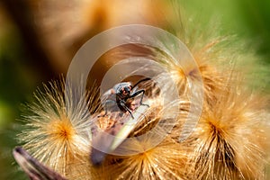 close up macro milkweed bug image