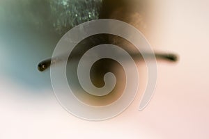 Close up macro and minimalist blurry snail coloured and isolated against white background