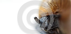 Close up macro and minimalist portrait of Snail  against white background