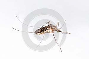 A close-up or macro of a Mosquito on a white background