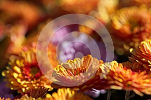 Close up macro of Mums in the Poconos