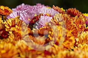 Close up macro of Mums in the Poconos