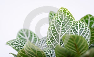 Close up macro nature exotic bright green leave texture tropical little nerve plant in soft light blurred white background.Leaf